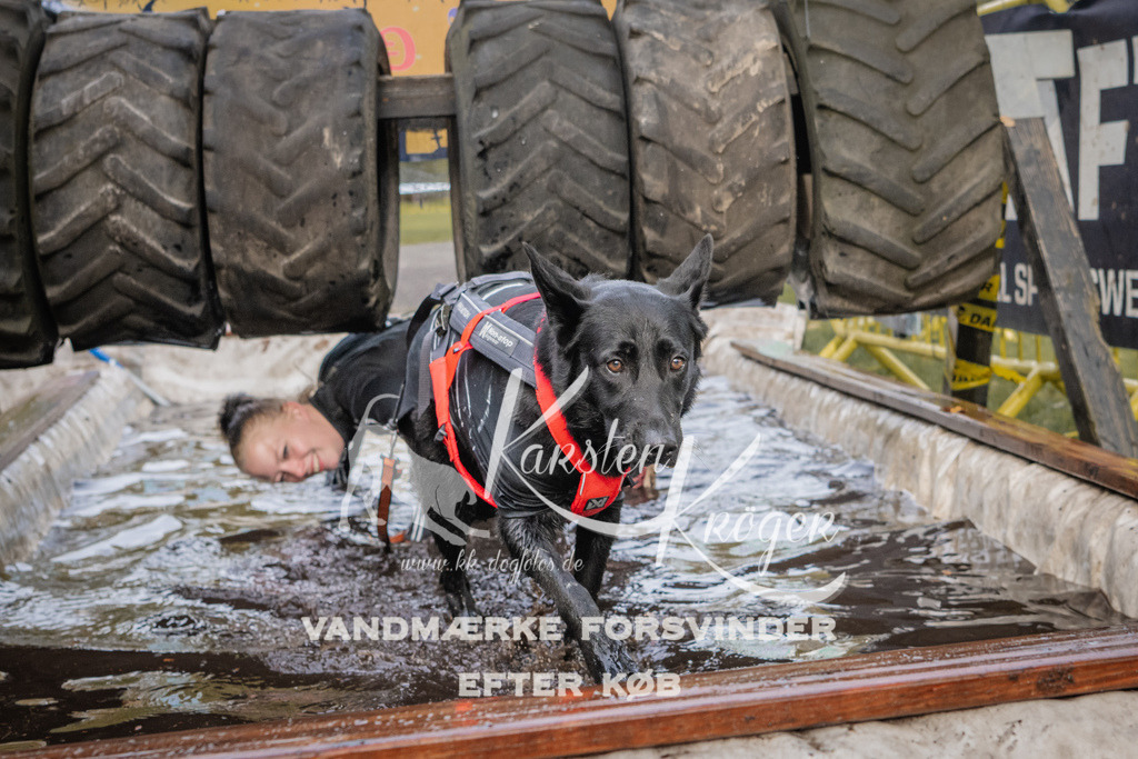 1451_ZZ90433 | kk-dogfotos