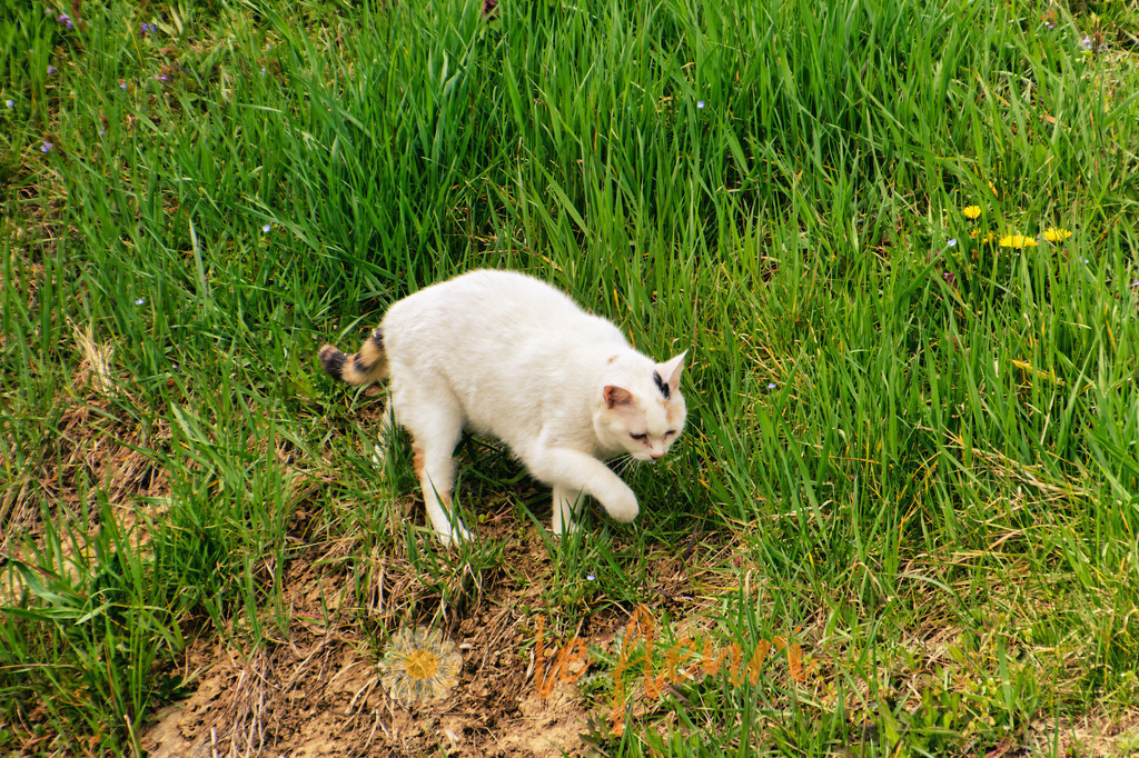 Miau | Dies ist der Shop von Florian Blum - le fleuri. Langenthal, Bern, Schweiz. Sie können hier meine oder ihre eigenen Fotos als Fotoprodukte kaufen. Tassen, Schlüsselanhänger, Taschen etc. können Sie hier gestalten.  - Realisiert mit Pictrs.com