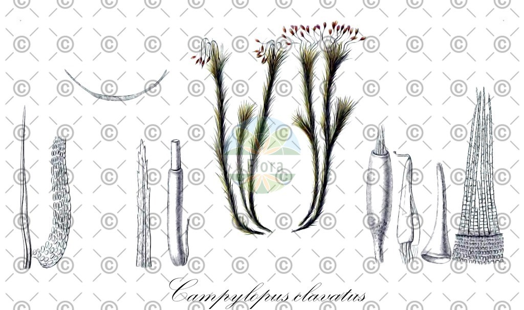 HistAbb_wfo-0001178586_1_ENZY_Simple | Historische Abbildung von Campylopus clavatus - Leucobryaceae | Historical Illustration of Campylopus clavatus - Leucobryaceae