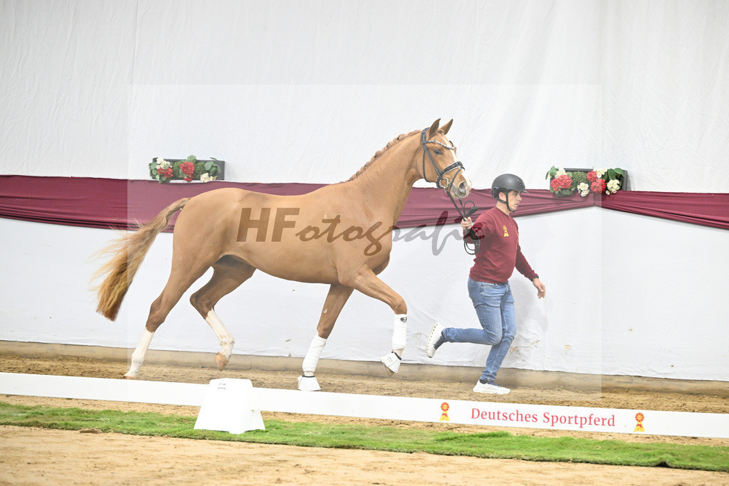 Kat-Nr. 57 Fanegro x Lord Loxley_Mathieu Beckmann_47252112 | hf-fotografie - Realisiert mit Pictrs.com