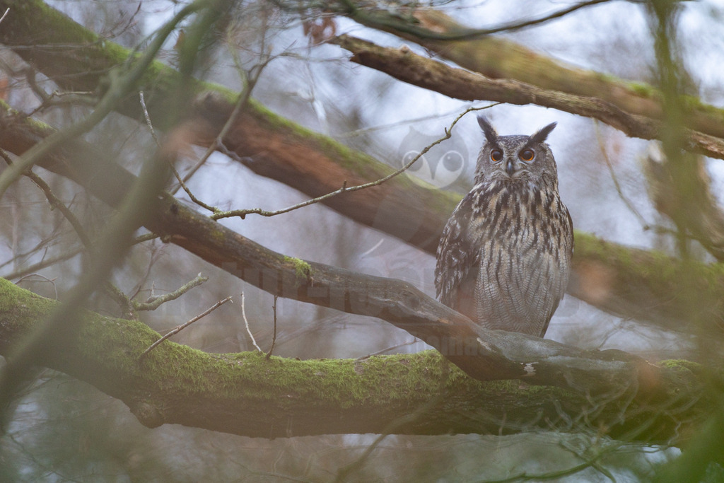 R6NF2580_20241214 | Der Uhu ist die größte europäische Eulenart. Nachdem er lange bejagt wurde, entspannt sich die Situation mittlerweile wieder aufgrund strenger Naturschutzgesetze und einiger Auswilderungsprojekte. Der Uhu brütet in unterschiedlichen Landschaften und ist streng nachtaktiv. Ein markantes Merkmal sind die großen Federohren, die je nach Laune hoch aufgestellt oder angelegt werden können. - Realisiert mit Pictrs.com