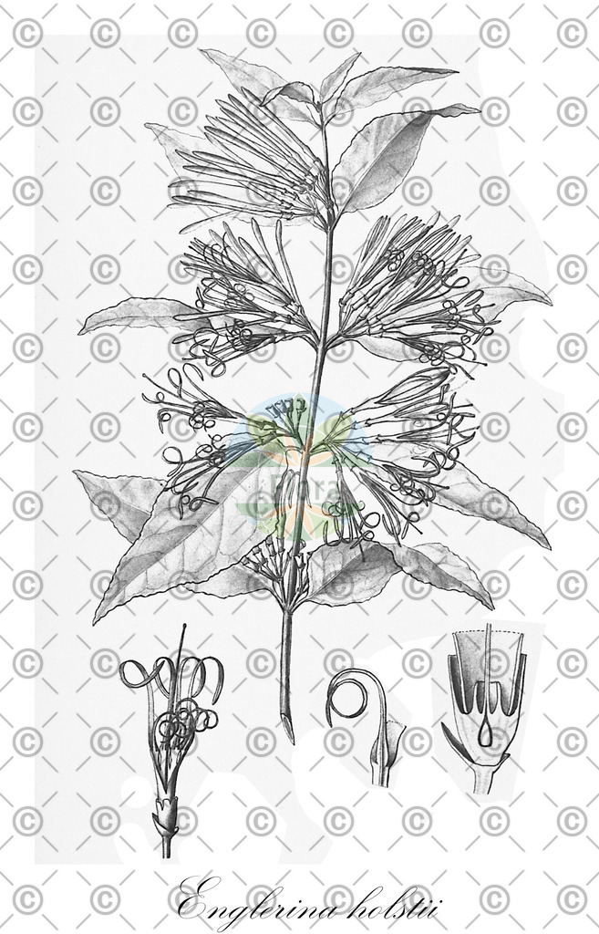 HistAbb_wfo-0000167132_1_ENZY_Simple | Historische Abbildung von Englerina holstii - Loranthaceae | Historical Illustration of Englerina holstii - Loranthaceae