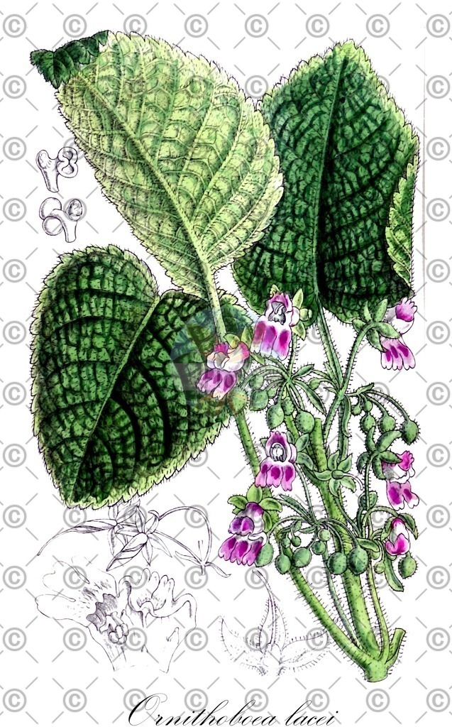 HistAbb_EMP_3452_SRC_Schlechtendal_FLORAD_SIMPLE | Historische Abbildung von Ornithoboea lacei - Gesneriaceae | Historical Illustration of Ornithoboea lacei - Gesneriaceae