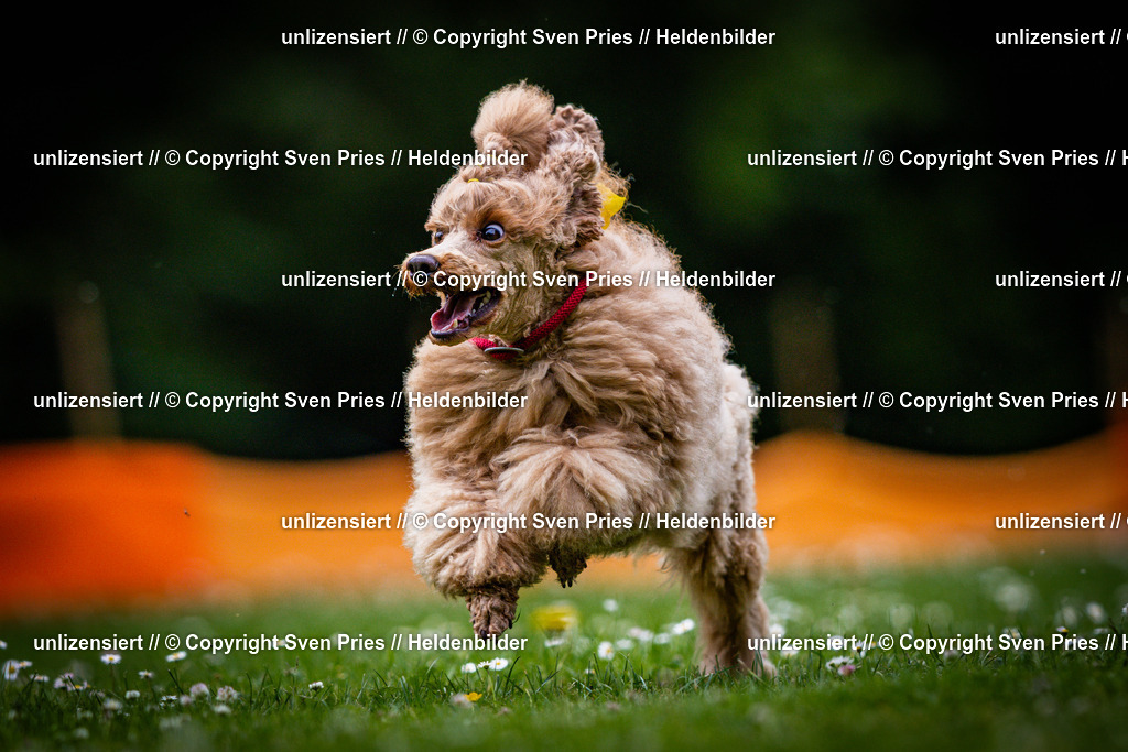 Sven Pries | 2025-05-29 - Pudelrennen KA-Durlach - Realisiert mit Pictrs.com