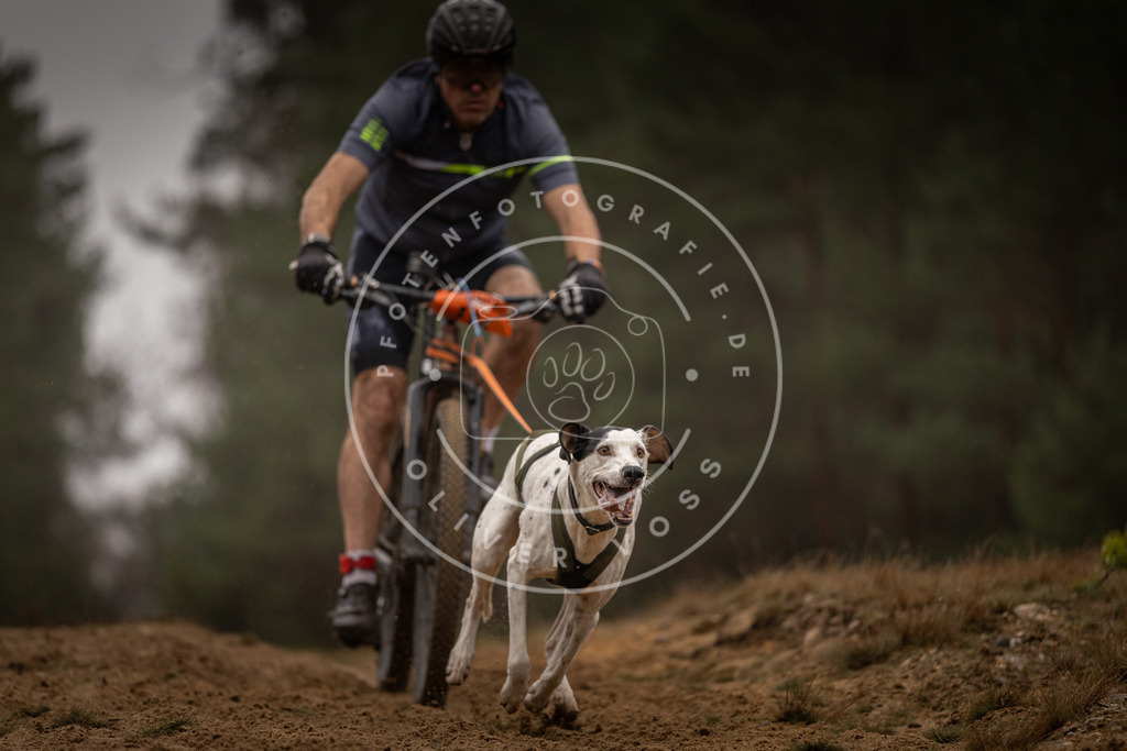 Pfotenfotografie_DV3A3418 | Hundefotografie, Tierfotograf, Pfotenfotografie, Fotoshooting Hund, Hunde Portrait, Hundesport, Hundeportraits, Heideshooting, Hunde, Sportfotograf, Hundefotograf, Turnierhundsport, THS,  - Realisiert mit Pictrs.com