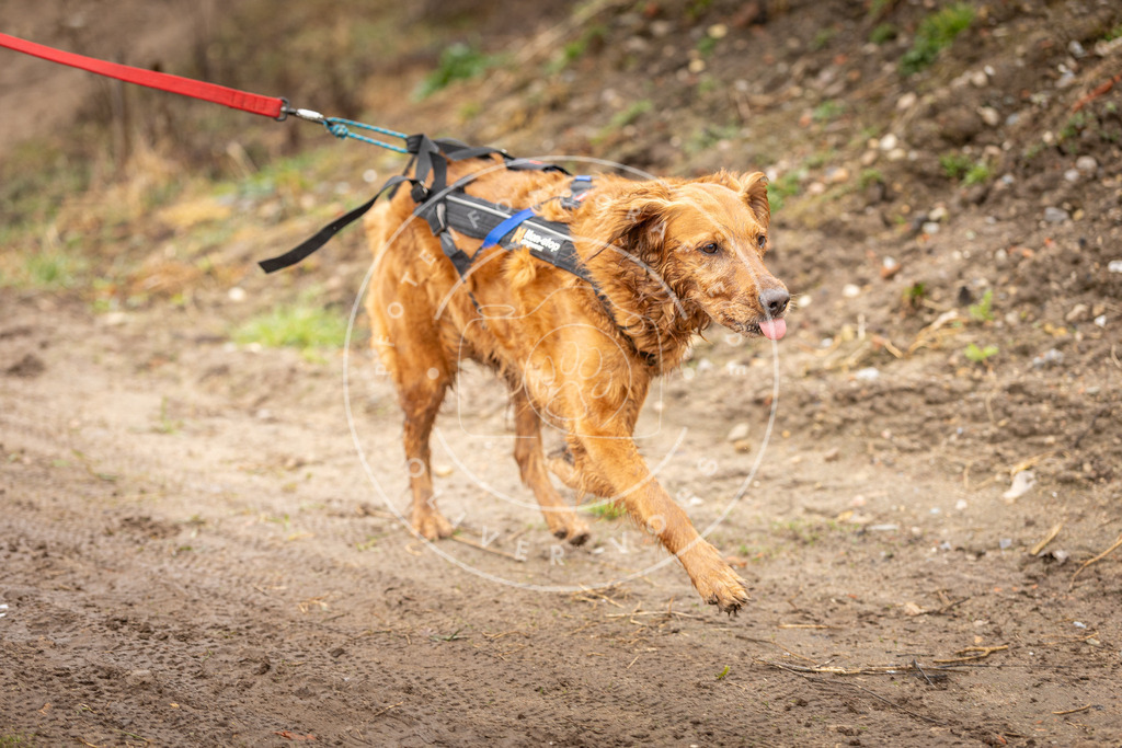 DV3A0567 | Hundefotografie, Tierfotograf, Pfotenfotografie, Fotoshooting Hund, Hunde Portrait, Hundesport, Hundeportraits, Heideshooting, Hunde, Sportfotograf, Hundefotograf, Turnierhundsport, THS,  - Realisiert mit Pictrs.com
