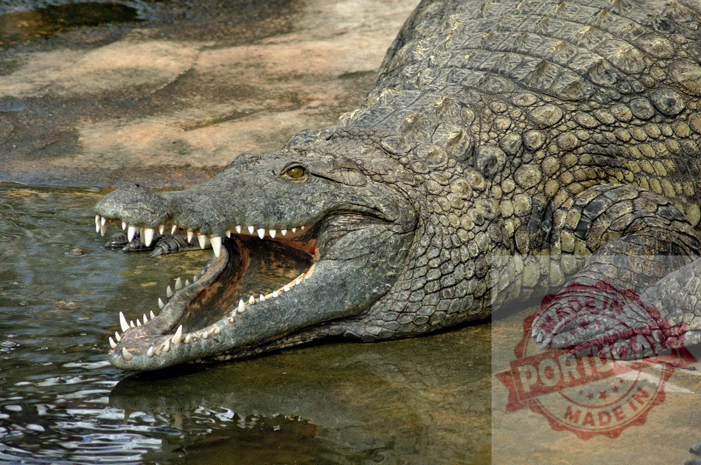 Nile crocodile resting by the water with its mouth open | Large nile crocodile showing its teeth resting near the water - Realized with Pictrs.com