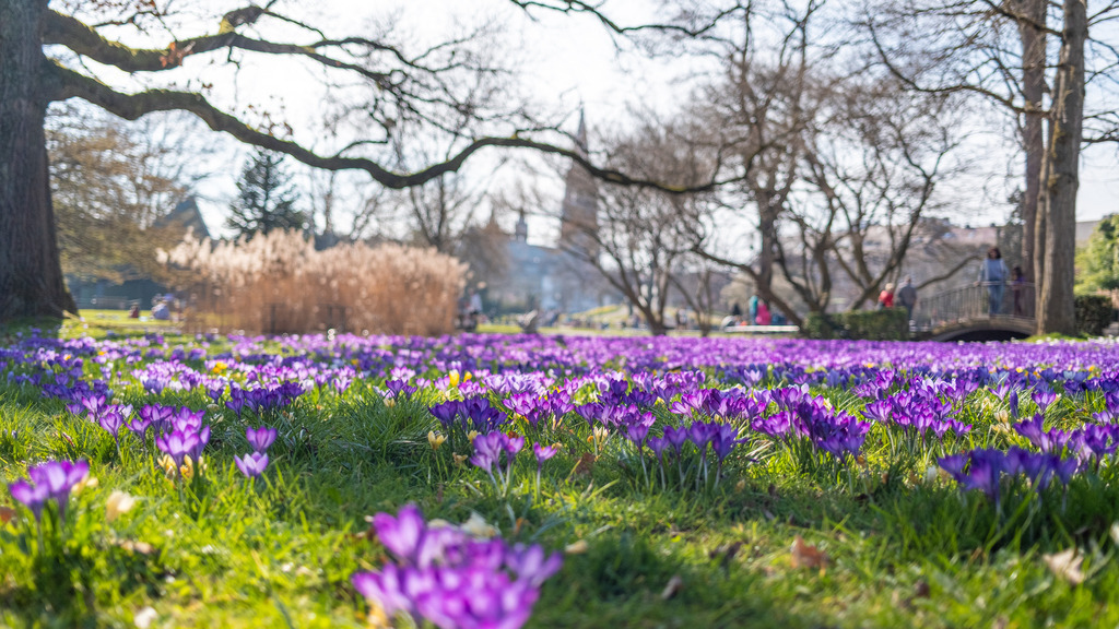 Freiburg | Bernd Kohlen - Fotograf | Bilder / Prints kaufen | Landschaften, Sport, Reportagen, Events, Hochzeiten, wedding, Tiere u.v.m. - Realisiert mit Pictrs.com