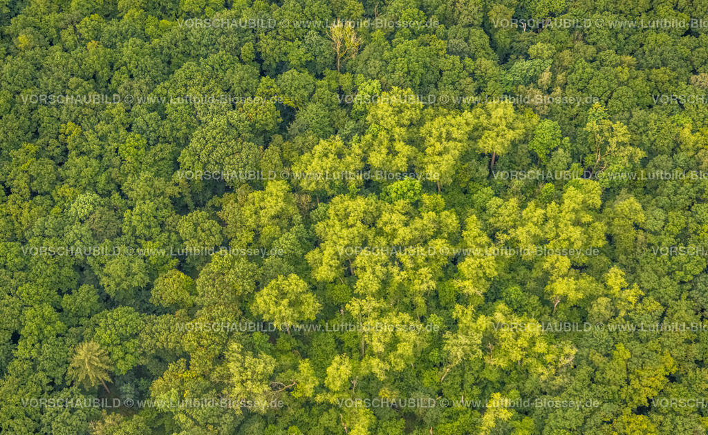 Hamm220604114 | Luftbild, Waldgebiet Pilsholz mit grünen Bäumen, Rhynern, Hamm, Ruhrgebiet, Nordrhein-Westfalen, Deutschland