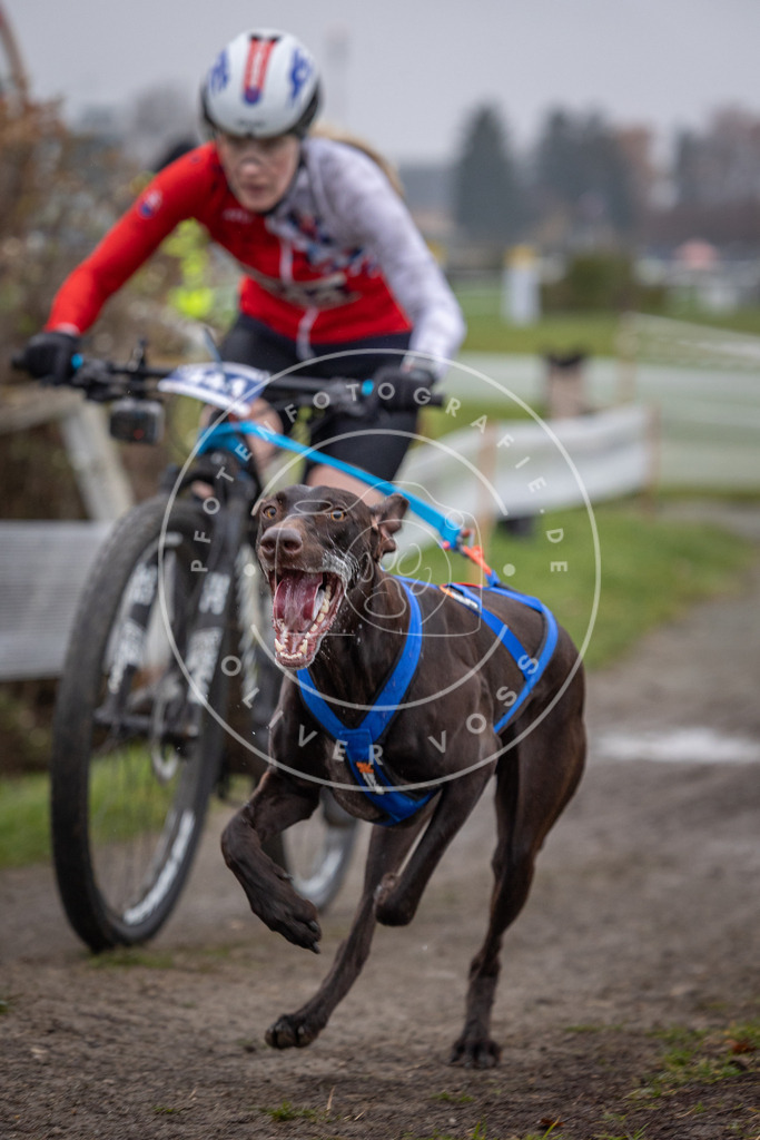 CaniXpix_0L8A1334 | Hundefotografie, Tierfotograf, Pfotenfotografie, Fotoshooting Hund, Hunde Portrait, Hundesport, Hundeportraits, Heideshooting, Hunde, Sportfotograf, Hundefotograf, Turnierhundsport, THS,  - Realisiert mit Pictrs.com