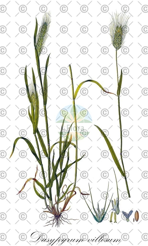 HistAbb_wfo-0000638297_1_ENZY_Simple | Historische Abbildung von Dasypyrum villosum - Poaceae | Historical Illustration of Dasypyrum villosum - Poaceae