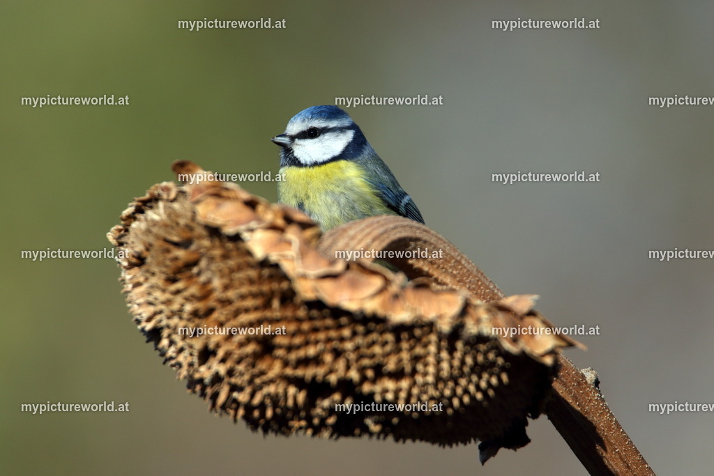 Blaumeise-076 | Das Bilderarchiv über Tiere, Planzen und Landschaften. In der Bilddatenbank finden Sie ein große Auswahl an hochwertigen Bilder für Ihre Werbung - Realisiert mit Pictrs.com