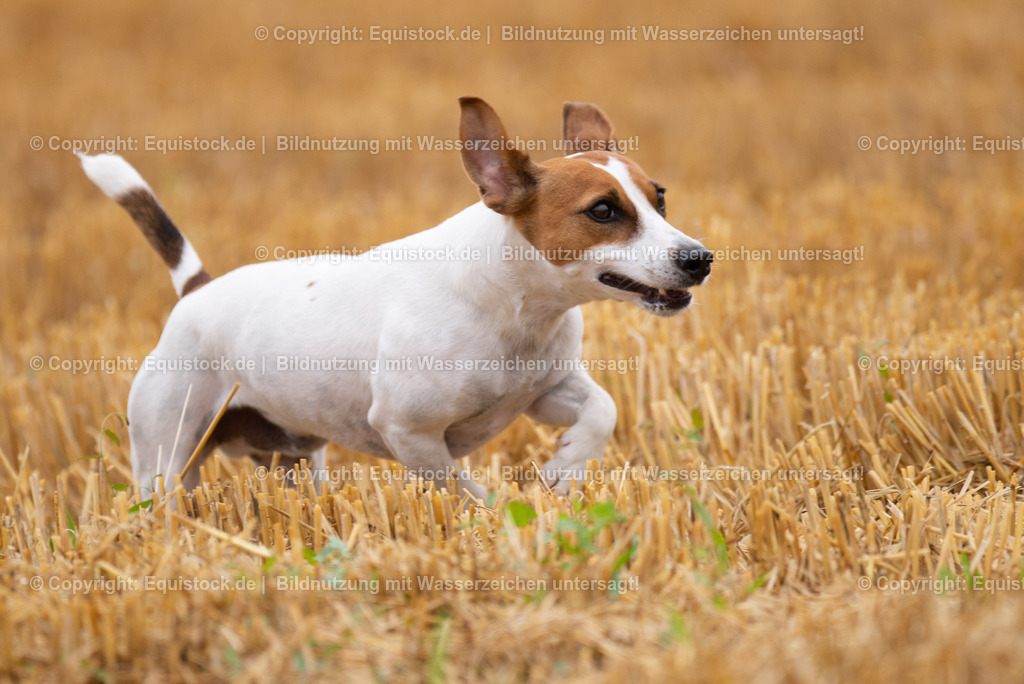 20210728_Jack-Russel_0016 | Foto: Thomas Hartig
