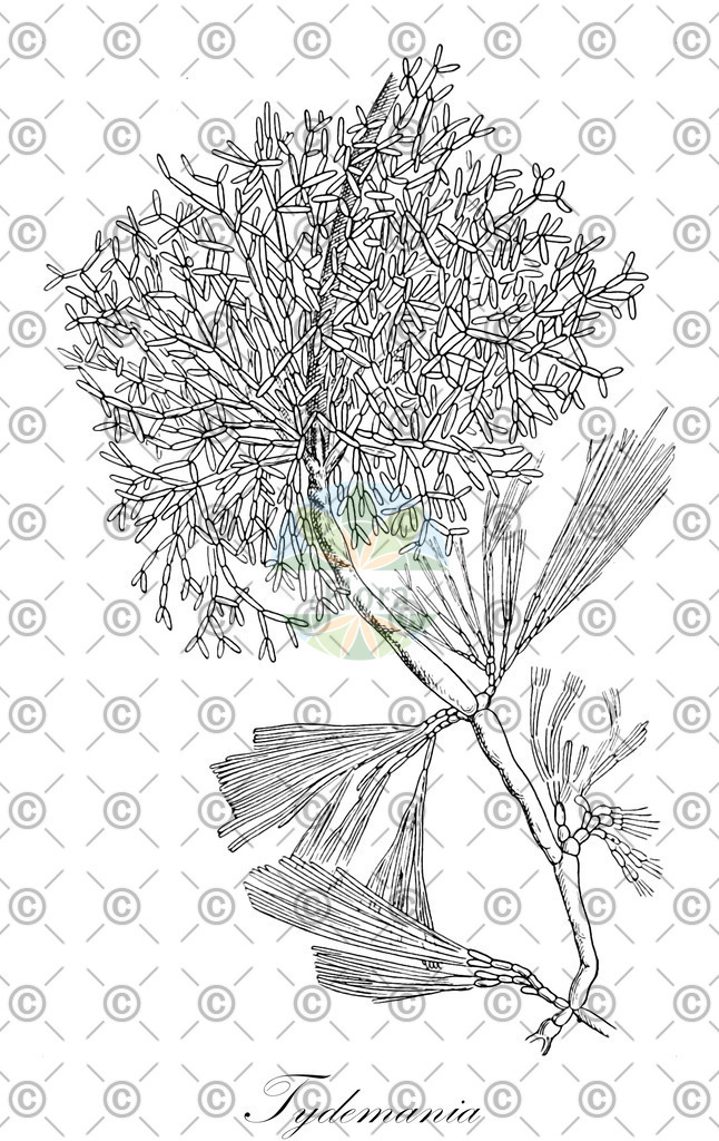 HistAbb_8454_1_ENZY_Simple | Historische Abbildung von Tydemania - Udoteaceae (0) | Historical Illustration of Tydemania - Udoteaceae (0)