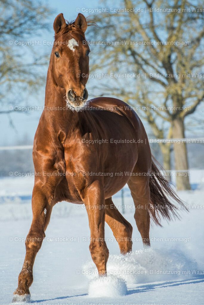 20160118_TOMsPiC_0368 | equistock