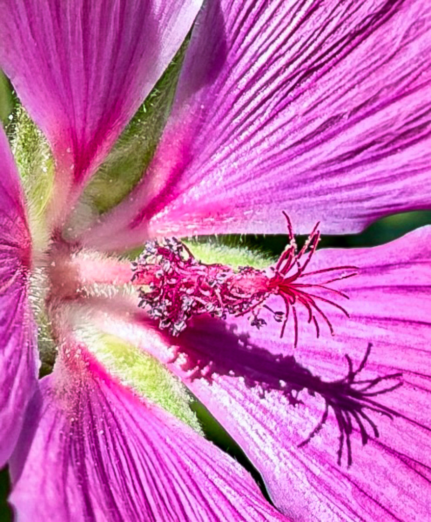 Florale Adern – Detailreiches Makro-Wandbild einer Malve | Die faszinierende Geometrie der Natur im extremen Nahfokus. Diese meisterhafte Makroaufnahme zeigt das Zentrum einer pinkfarbenen Malve in beeindruckender Schärfe. Die grazilen, tiefrosa Adern durchziehen die Blütenblätter wie ein natürliches Kunstwerk und verleihen dem Bild eine dynamische, florale Textur. Ein eleganter, farbintensiver Blickfang für moderne Wohnräume, Wellnessbereiche oder Schlafzimmer. Optimal als Großformat hinter Acrylglas. - Realisiert mit Pictrs.com