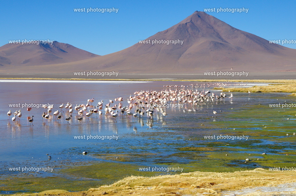 Laguna Colorada 2 - BVN 2015 | west photography - Realisiert mit Pictrs.com