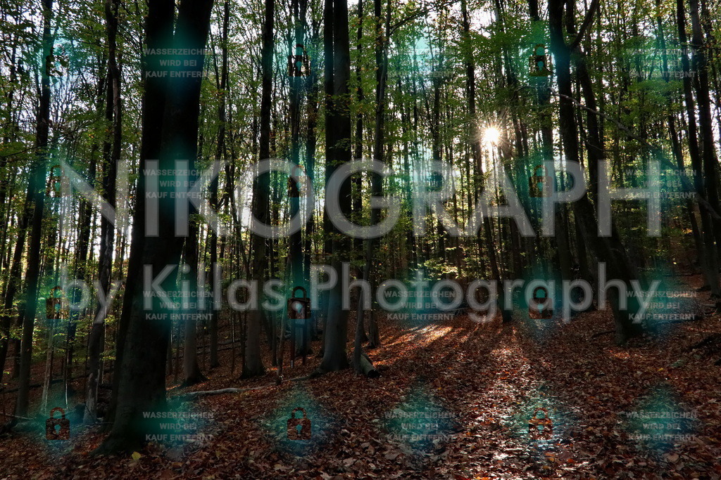 Sonnenlicht im Wald | Der herbstliche Iserlohner Wald im Sonnenschein. Die Sonnenstrahlen leuchten auf dem Laub