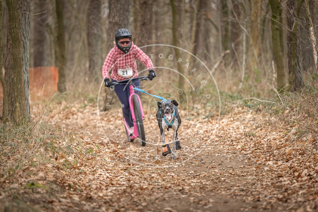 Pfotenfotografie_DV3A7488 | Hundefotografie, Tierfotograf, Pfotenfotografie, Fotoshooting Hund, Hunde Portrait, Hundesport, Hundeportraits, Heideshooting, Hunde, Sportfotograf, Hundefotograf, Turnierhundsport, THS,  - Realisiert mit Pictrs.com