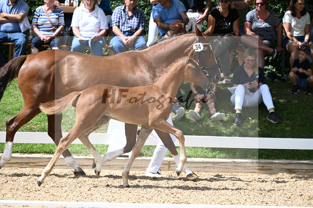 Kat-Nr. 34 SF Floricello x Del Piero_Wackerl_27230552 | hf-fotografie - Realisiert mit Pictrs.com