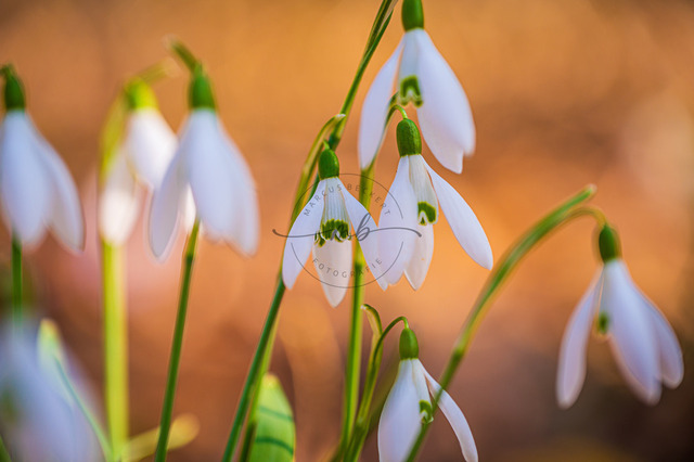 Schneeglöckchen im Frühling | Schneeglöckchen im Frühling bei Sonnenschein im Wald, Jena, Thüringen, Deutschland - Realisiert mit Pictrs.com