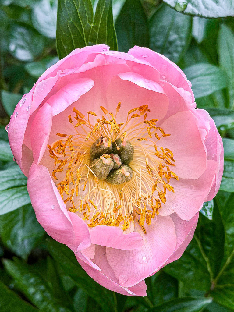 Wandbild Pfingstrose Poster: Rosa Blüte Blumen Deko Natur modern | Dieses elegante Pfingstrosen Wandbild bringt als hochwertiges Poster oder edler Kunstdruck eine zarte, romantische Atmosphäre in deine Wohnräume. Die detailreiche Makro-Nahaufnahme zeigt eine geöffnete rosa Blüte mit filigranen Blütenblättern in wunderschöner Farbbrillanz. Als stilvolle Wanddeko passt diese florale Fotokunst perfekt ins Schlafzimmer, Wohnzimmer oder ein helles Ankleidezimmer. Wähle jetzt deine Wunschgröße und dein bevorzugtes Material wie Leinwand, Alu-Dibond oder Acrylglas und bestelle diesen zeitlosen Blickfang direkt im Shop zu dir nach Hause! - Realisiert mit Pictrs.com