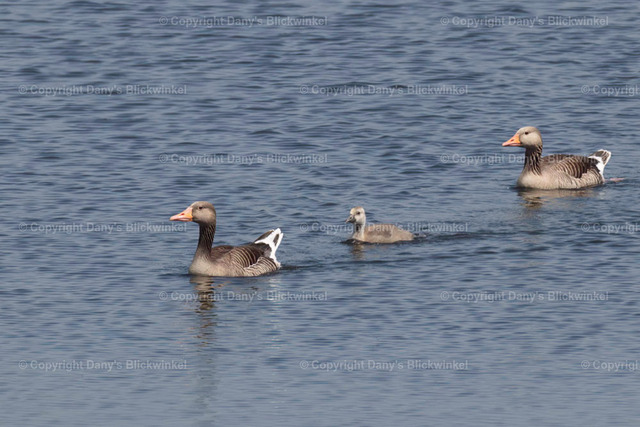 201737 | Tierfotografie, Tierkalender, Tierbilder, Insekten, Spinnen, Vögel, Schmetterling, Libellen, Leinwand, Colorkey, Qualität, Geschenkartikel, Geschenk - Realisiert mit Pictrs.com