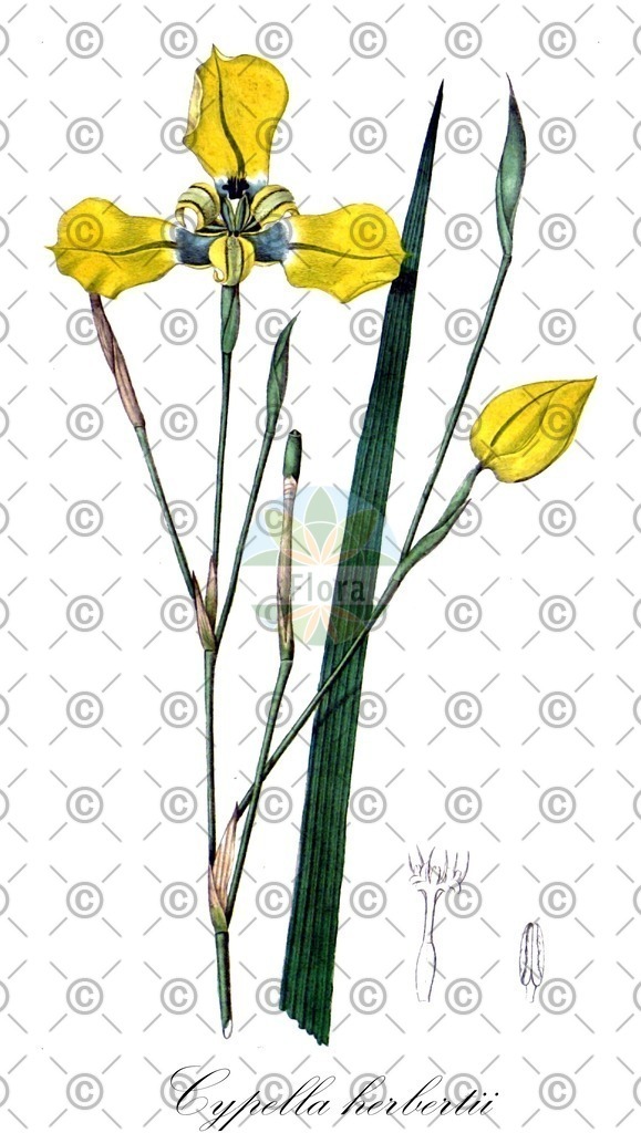 HistAbb_wfo-0001021109_1_ENZY_Simple | Historische Abbildung von Cypella herbertii - Iridaceae | Historical Illustration of Cypella herbertii - Iridaceae