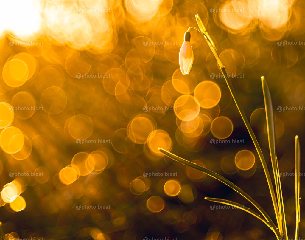 Sehnsucht zum Licht | Schneeglöckchen im Sonnenlicht. - Realisiert mit Pictrs.com