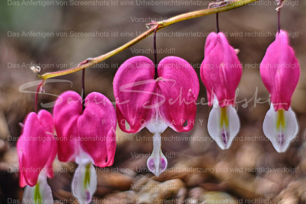 Wandbild Tränendes Herz | People- und Tierfotografie, Imageaufnahmen, Veranstaltungsfotografie und Wandbilder aus der Natur ★ Made in Germany ✔️ Druck + Downloads ✔️ Naturfotografie in Top Qualität ★ schneller Versand, weltweite Lieferung! - Realisiert mit Pictrs.com