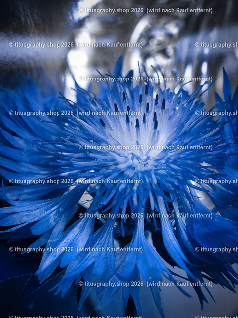 kornblume-b | Fotokunstarbeit aus der INSTAGRAM-Gallerie auf titusgraphy.eu - Realisiert mit Pictrs.com