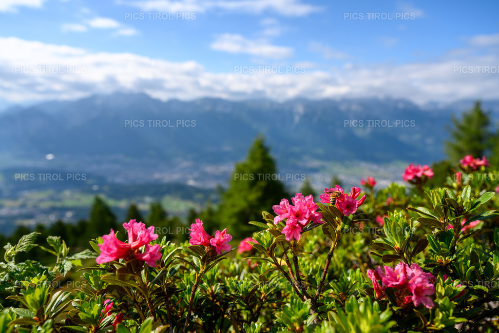 DSC_3584 | Tirolpics