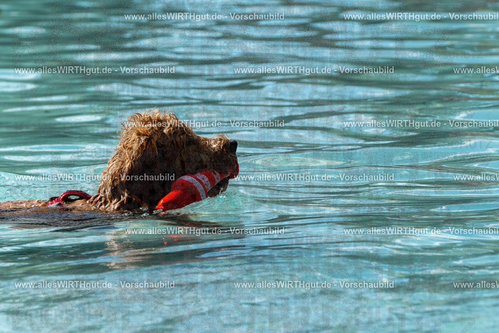 Hundeschwimmen_Volksbad_2026-allesWIRTHgut_Tierfotografie-2609061523-FAY07200 | Professionelle Tierfotografie in Mönchengladbach von Daniel Wirth (allesWIRTHgut). Liebevolle & natürliche Bilder von Hunden & Katzen für unvergessliche Erinnerungen.