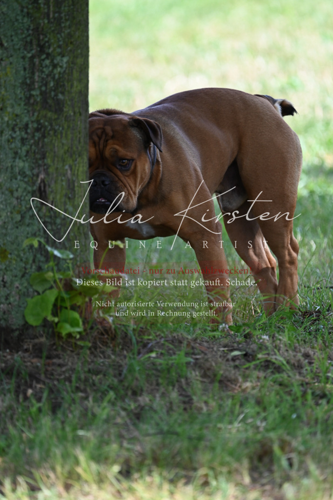 DSC_8648 | Pferde- und Turnierfotografie in Westsachsen. Pferdeportraits, Auftragszeichnungen und intuitive Kunst.