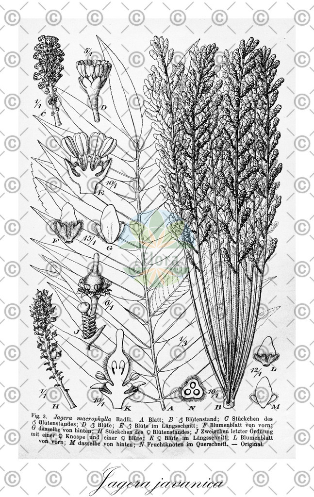 HistAbb_wfo-0001139101_1_ENZY_Simple | Historische Abbildung von Jagera javanica - Sapindaceae | Historical Illustration of Jagera javanica - Sapindaceae