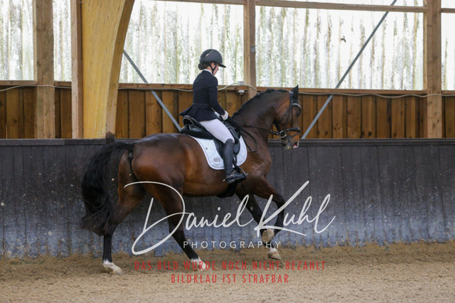 IMG_0147 | Turniersportfotografie; Pferdefotografie; Dressurfotografie