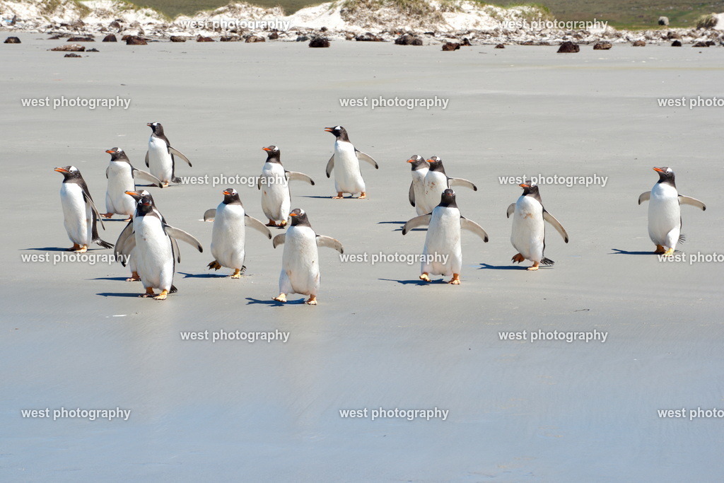 Gentoo Penguin on the Beach 2 SND - FLK 2014 | west photography - Realisiert mit Pictrs.com