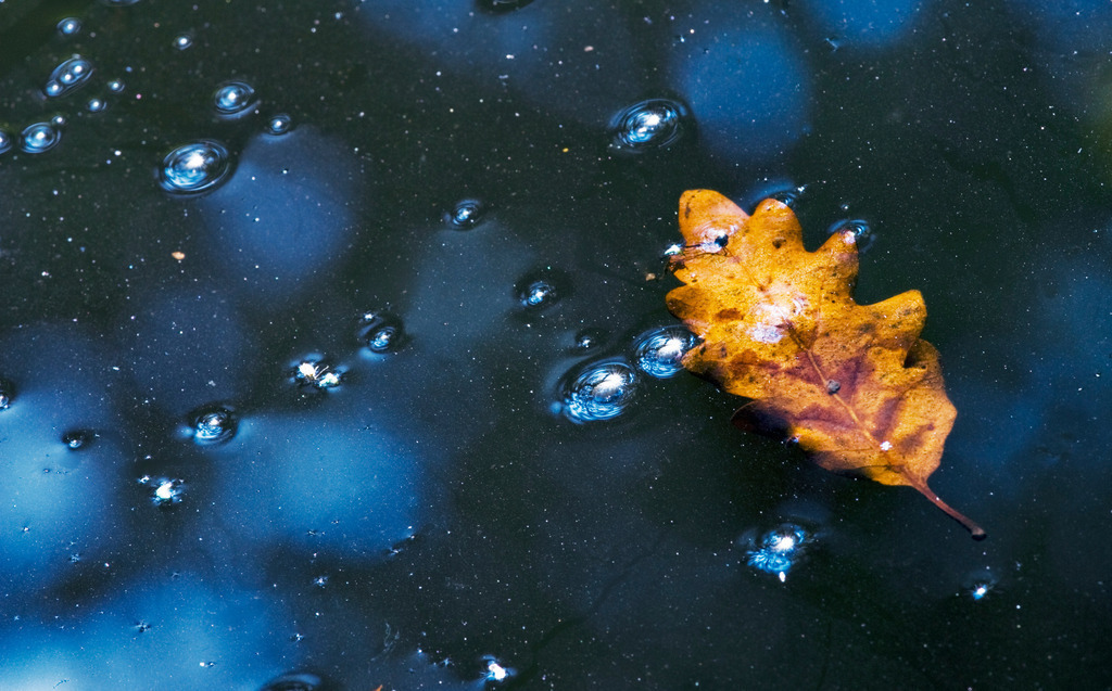 Braunes Blatt im Wasser | Wien, Austria - October 18, 2008: Braunes Blatt im Wasser. - Realisiert mit Pictrs.com
