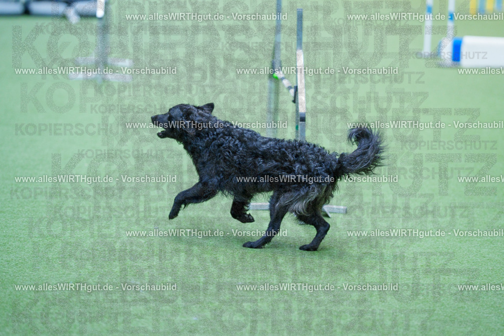 @allesWIRTHgut_Tierfotografie - www.allesWIRTHgut.de - 2604261401-7R503208 | Professionelle Tierfotografie in Mönchengladbach von Daniel Wirth (allesWIRTHgut). Liebevolle & natürliche Bilder von Hunden & Katzen für unvergessliche Erinnerungen.