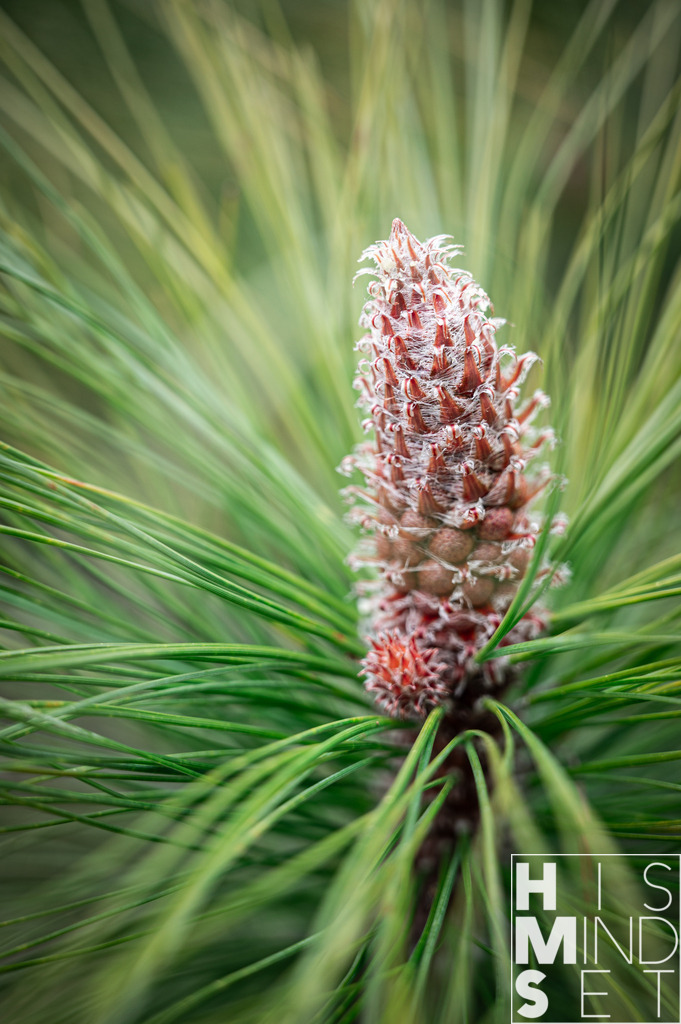 Piniennachwuchs | Sichere dir dein Lieblingsbild von HISMINDSET als Print für dein Zuhause oder das Büro! - Realisiert mit Pictrs.com