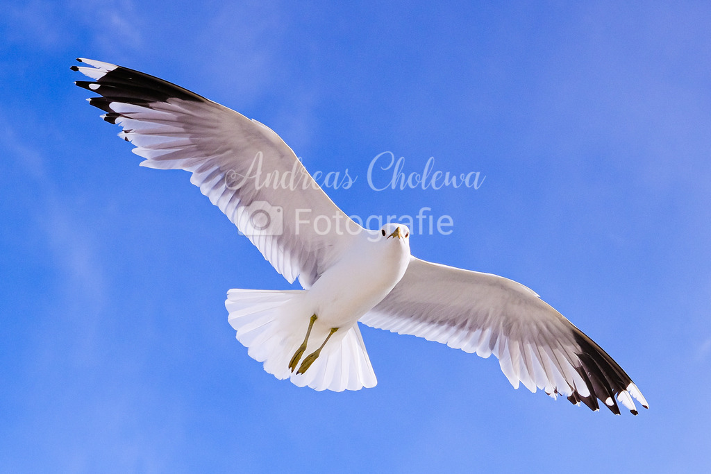 Möwen auf Fehmarn | Der Onlineshop für malerische Fotografien aus dem Landkreis Vechta✅ Premium Druck auf Leinwand✅ Acryl✅ oder Alu-Dibond✅➤Jetzt Bestellen! - Realisiert mit Pictrs.com