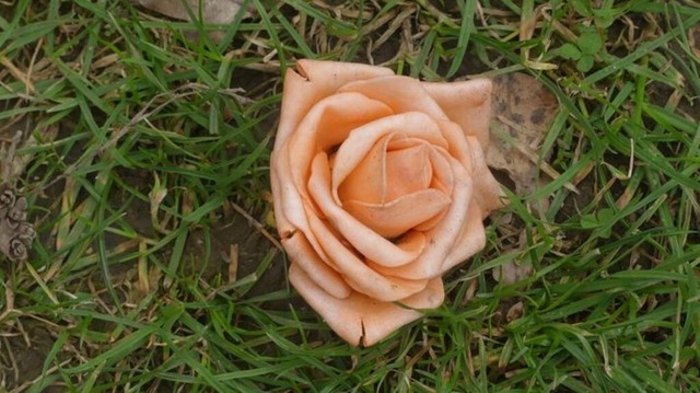 Rosenblüte | Verkauf von Fotos und  Videoclips zumThema Natur.Motive sind Pflanzen, Tiere, Landschaftenund Wetter - Realisiert mit Pictrs.com