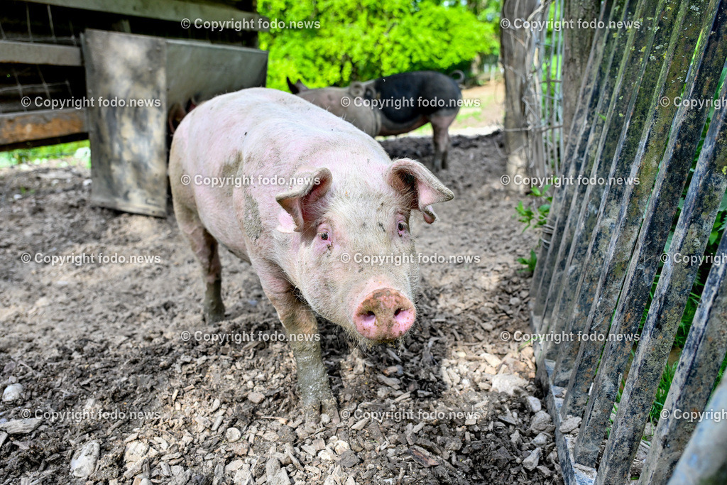 Bauernhof_ Landwirtschaft_ 08.05.2024-19 | 08.05.2024, Thening, AUT, Landwirtschaft, Bauernhof, im Bild Schweine, Schwein, Tiere, Nutztiere, Freilandhaltung