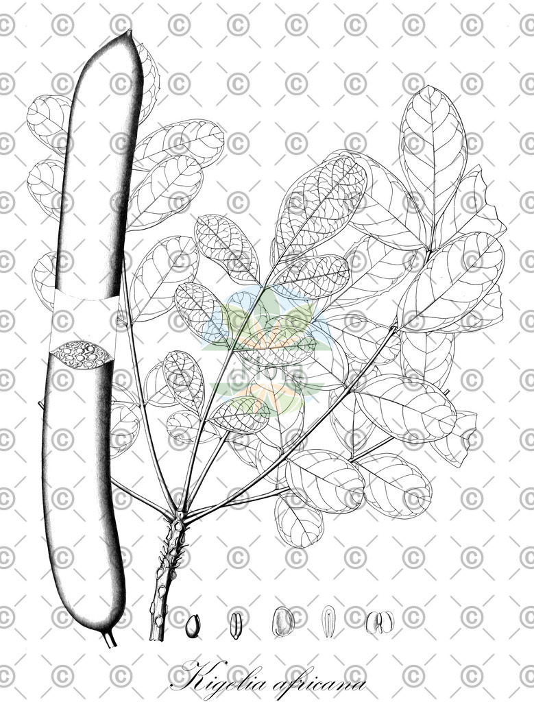 HistAbb_wfo-0001062869_1_ENZY_Simple | Historische Abbildung von Kigelia africana - Bignoniaceae | Historical Illustration of Kigelia africana - Bignoniaceae
