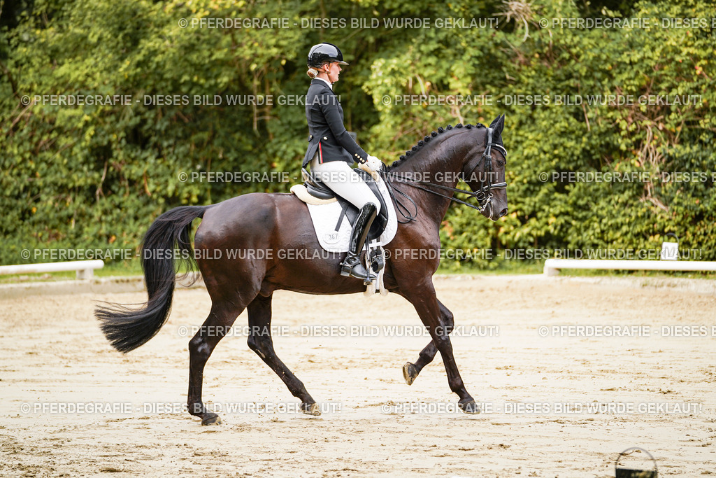 DSC02278 | Pferdegrafie