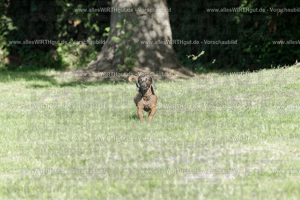 Hundeschwimmen_Volksbad_2026-allesWIRTHgut_Tierfotografie-2609061038-094834-7R509111 | Professionelle Tierfotografie in Mönchengladbach von Daniel Wirth (allesWIRTHgut). Liebevolle & natürliche Bilder von Hunden & Katzen für unvergessliche Erinnerungen.