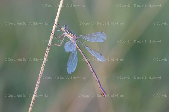 202028 | Tierfotografie, Tierkalender, Tierbilder, Insekten, Spinnen, Vögel, Schmetterling, Libellen, Leinwand, Colorkey, Qualität, Geschenkartikel, Geschenk - Realisiert mit Pictrs.com