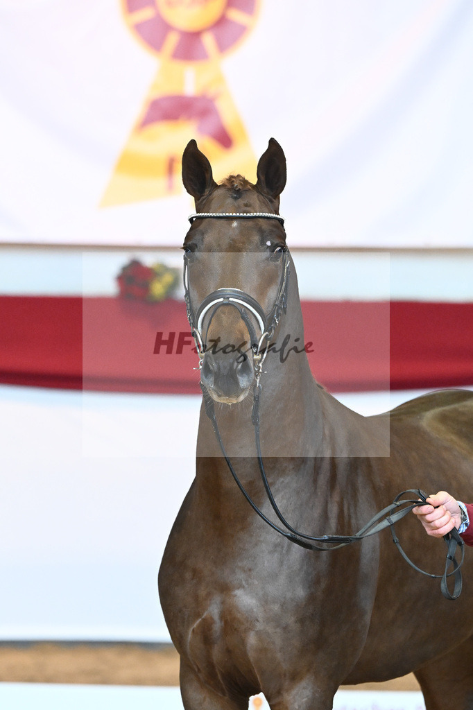 Kat-Nr. 63 Fidertanz x Romanov Blue Hors_La Rue_43230632 | hf-fotografie - Realisiert mit Pictrs.com