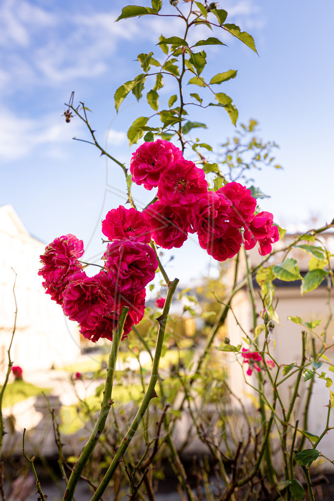 Rosen von Mirabell Salzburg | Bei Veröffentlichung des Bildes ist eine Namensnennung wie folgt erforderlich: 
Foto: Mostdirn Irmgard Wieser
 - Realisiert mit Pictrs.com