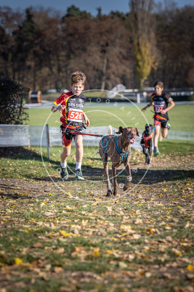 CaniXpix_DV3A8190 | Hundefotografie, Tierfotograf, Pfotenfotografie, Fotoshooting Hund, Hunde Portrait, Hundesport, Hundeportraits, Heideshooting, Hunde, Sportfotograf, Hundefotograf, Turnierhundsport, THS,  - Realisiert mit Pictrs.com